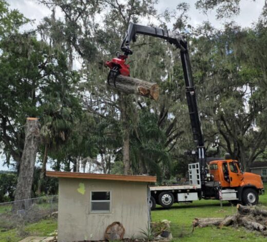 Trimming Trees hanging over a shed