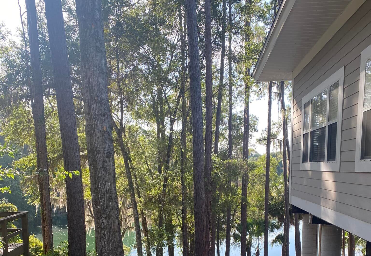 After thinning out old pines on the rainbow river