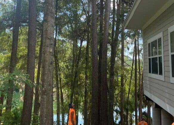 Large Oak Tree on a Farm in Ocala, Florida Before it was pruned