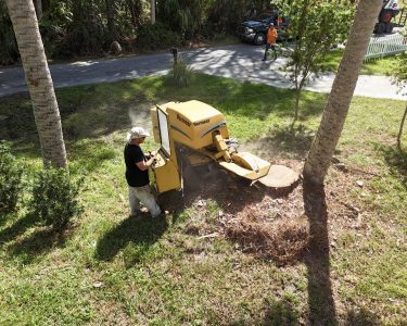 Stump Grinding