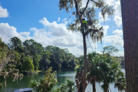 Climber starts to remove the limbs of the oak tree