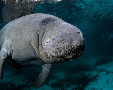 Manatee in Crystal River
