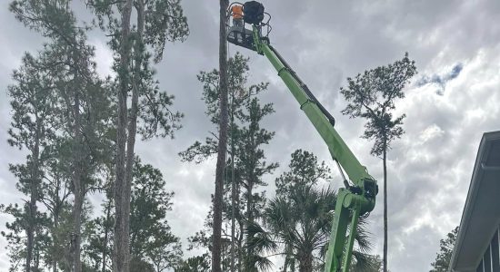 Once the pine tree limbs are removed, it's time to cut the stump