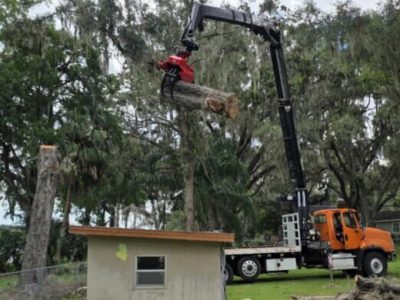 Trimming Trees hanging over a shed