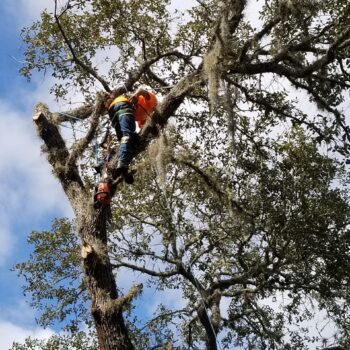 A crew member of Dusty's Tree Service is trimming a tree by climbing to the top and safely lowering small pieces.