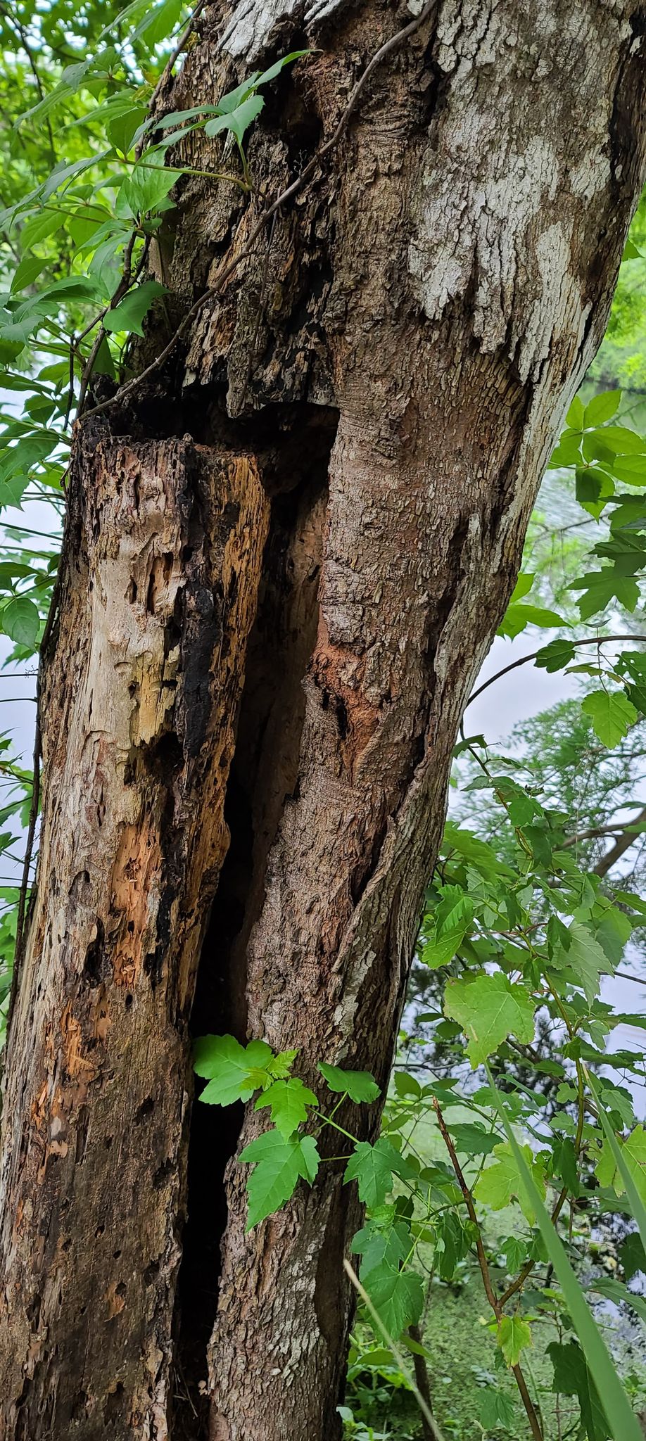 image of a rotting tree in a yard that has become hazardous to the property and it's owner