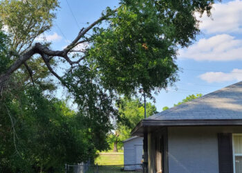 Before photo of a tree that was trimming above a blue house in dunnellon florida