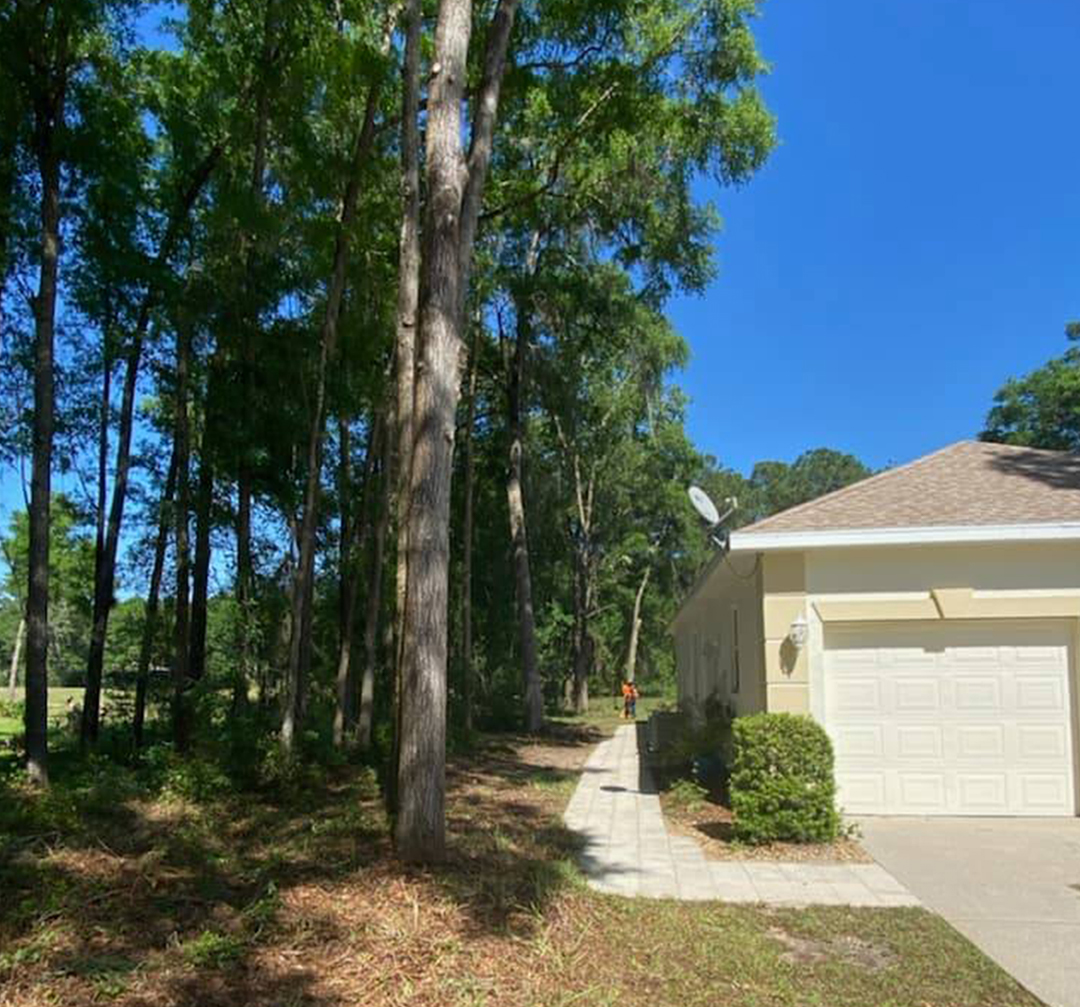 after image of brush and pine tree trimming next to a home in dunnellon florida