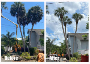 before and after palm tree trimming in dunnellon