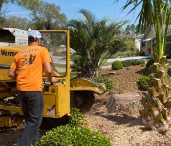 an Employee with Dusty's Tree Service uses the stump grinder to remove a large tree stump in the rainbow springs community in dunnellon florida