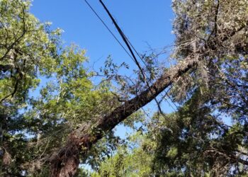 Tree growing into the power lines near a home