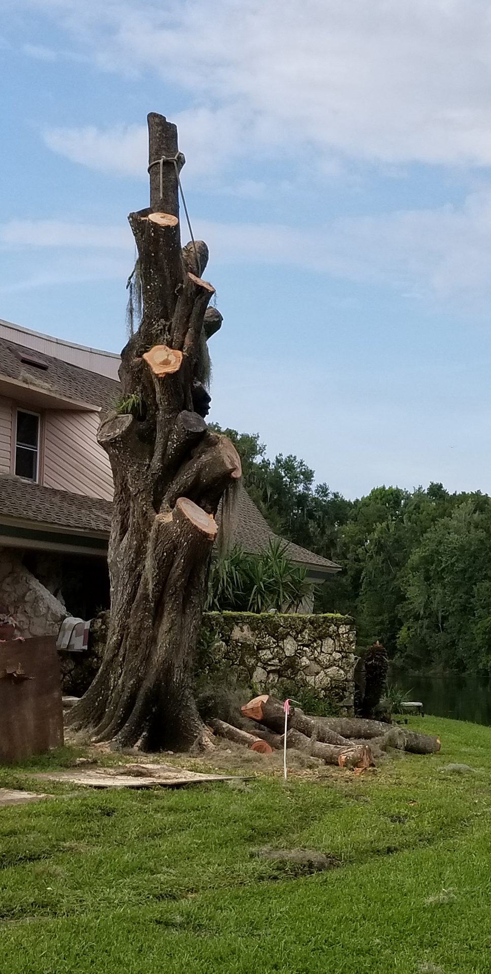Large tree infested with bees is in the process of being removed.