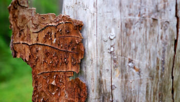 Traces of Pine Bark Beetles in a Tree Trunk