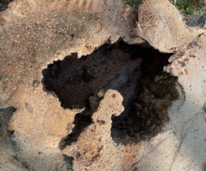Cavity inside of tree stump removed by Dusty's Tree Service