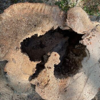 Cavity inside of tree stump removed by Dusty's Tree Service Emergency Tree Removal