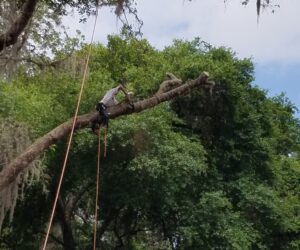 Arborist from Dusty's Tree Service Climbs a Tree that is Leaning and is deemed hazardous