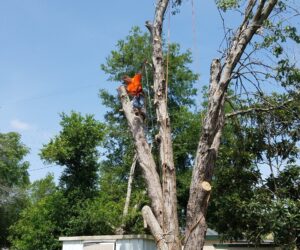 An Arborist works diligently to cut down limbs from a tree with hazardous co-dominate leads off the tree trunk in a V shape