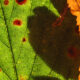 red target on oak leaf - a sign of a rare disease called sudden oak death
