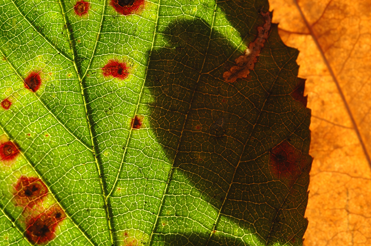 red target on oak leaf - a sign of a rare disease called sudden oak death