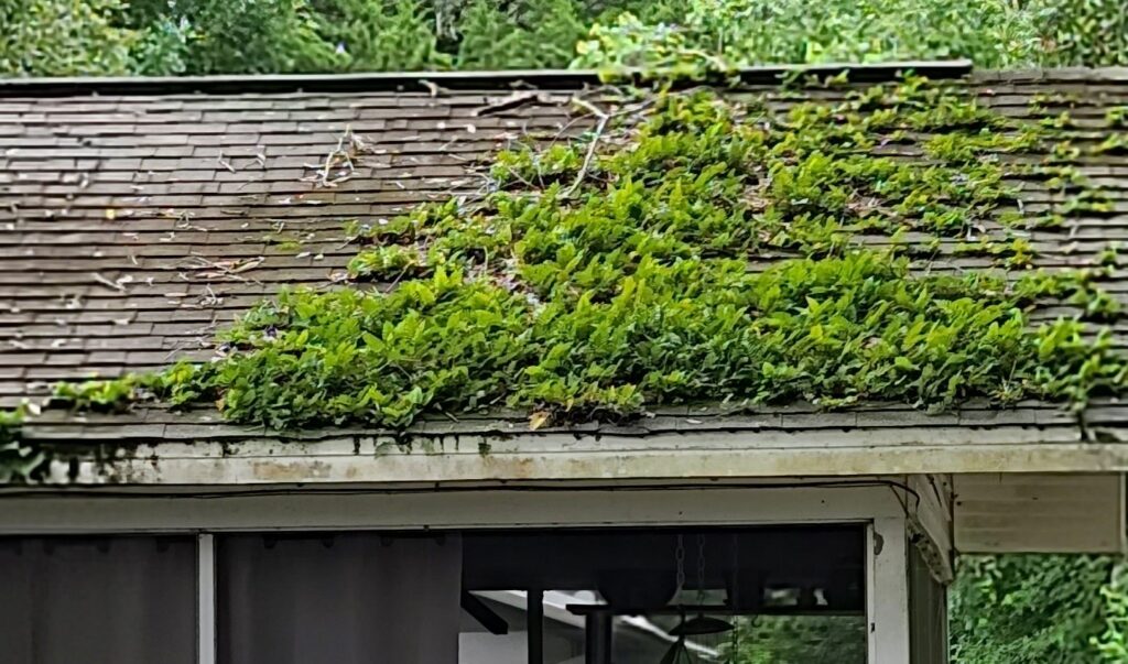 Home with roof damage from trees hanging over it.