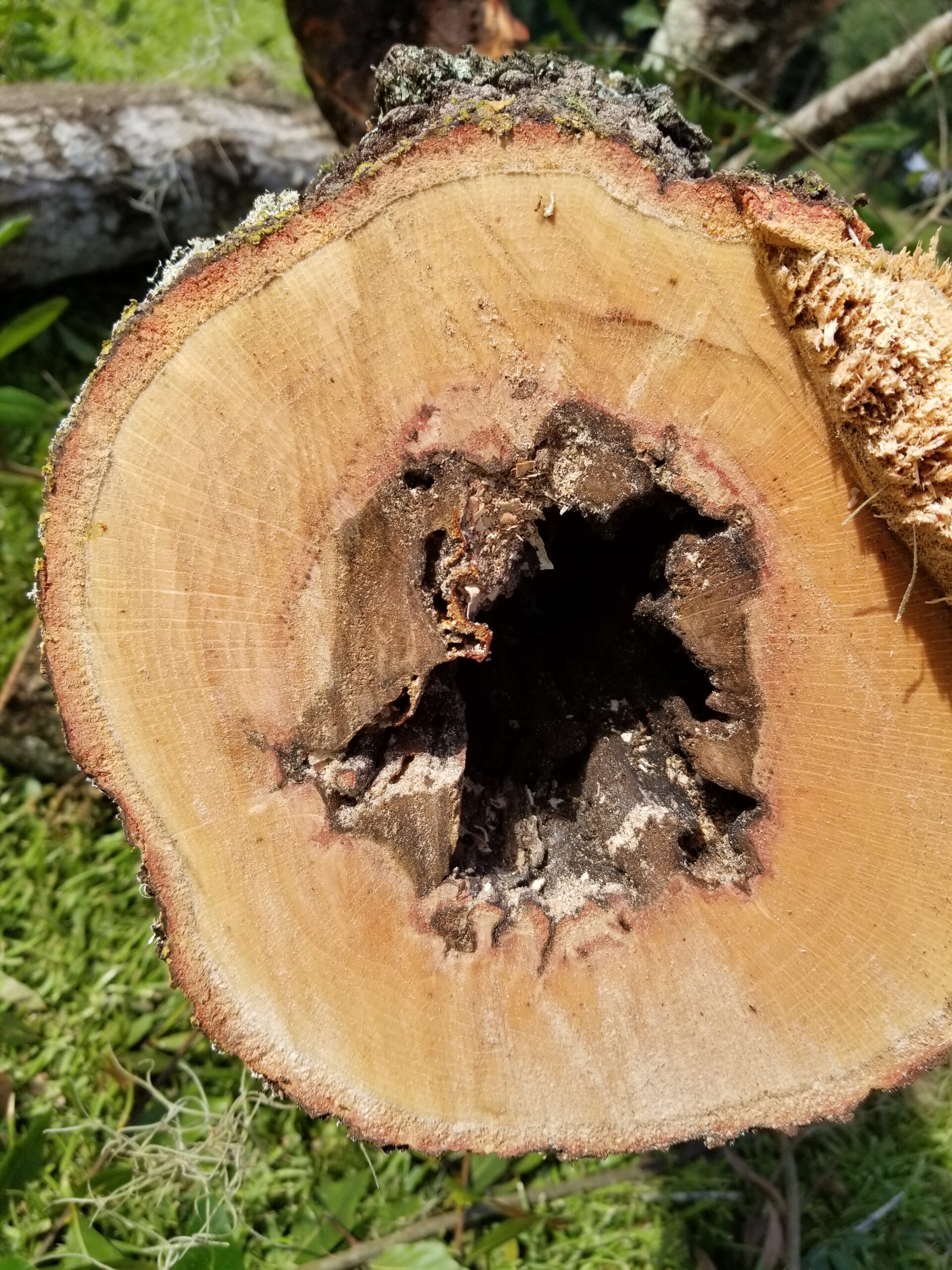 Damaged Tree that rotten in the heartwood