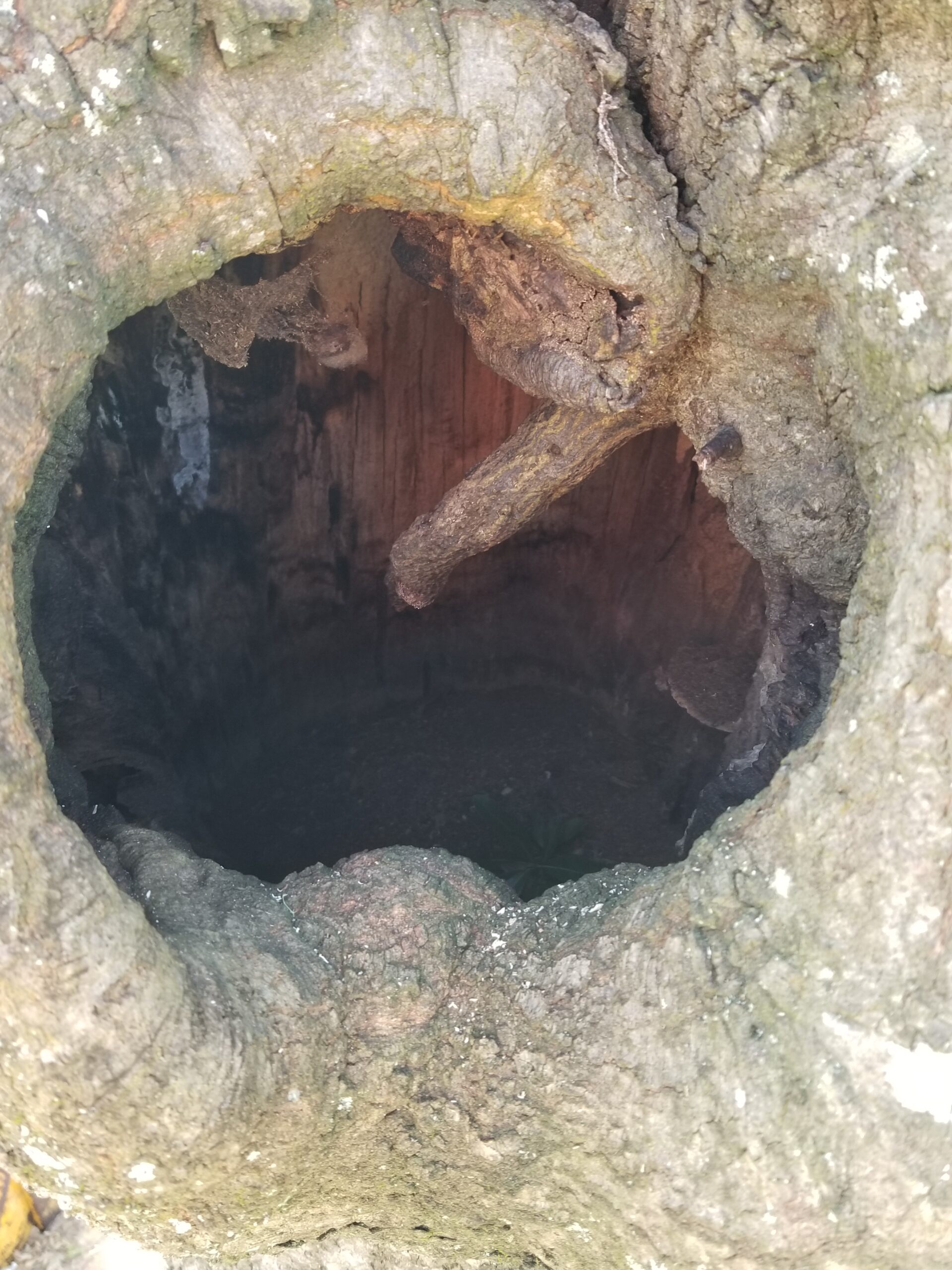 Large Hole In a Tree That is About to Fall - Get a professional tree inspection with Dusty's Tree Service