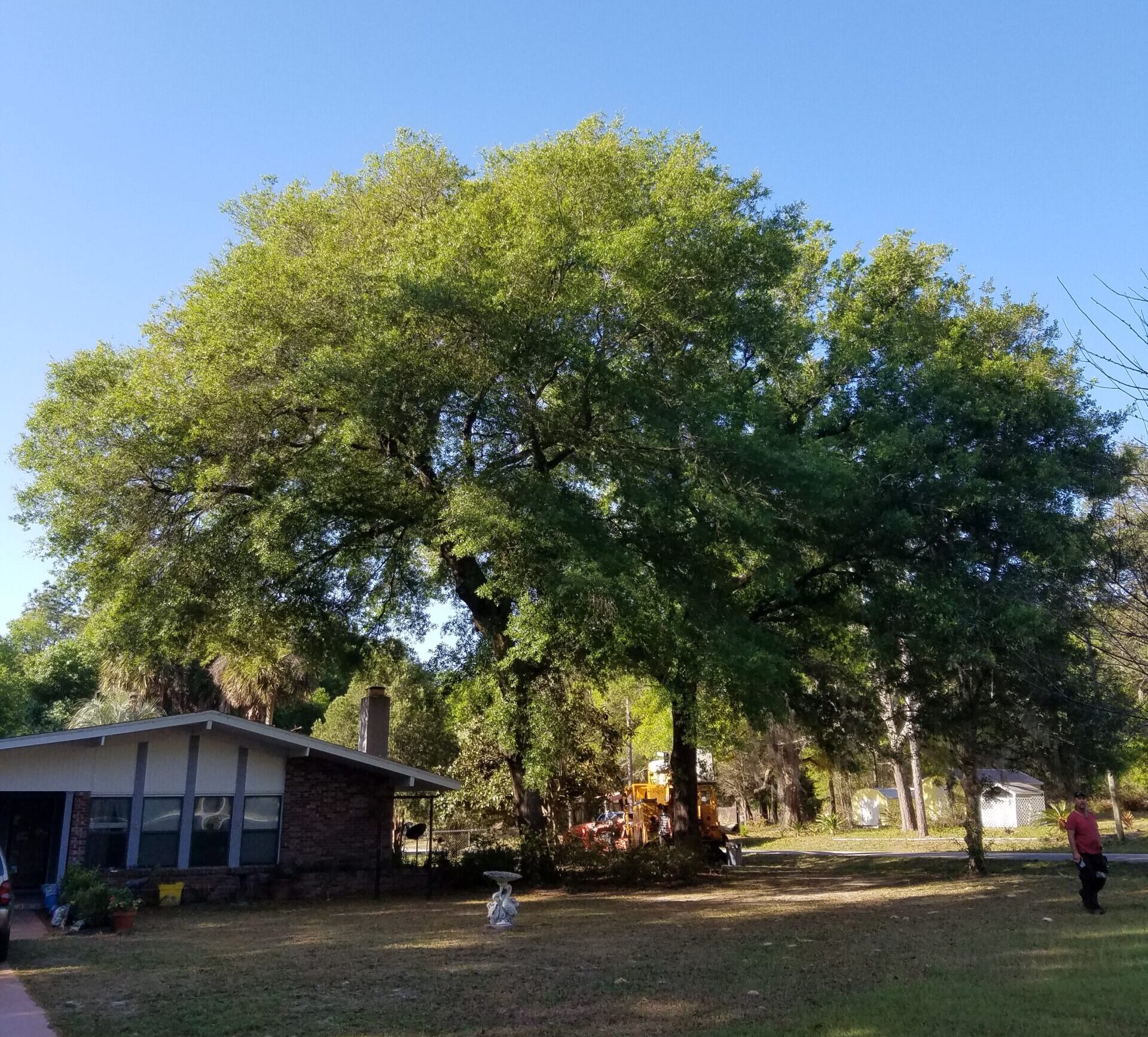 Beautiful large tree near a home in Dunnellon Florida