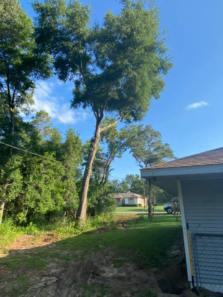 Trees on the edge of a wooded area are prone to lightening strikes