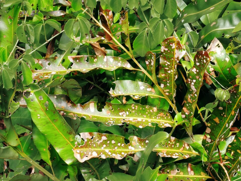 Leaf Damage Caused By Disease