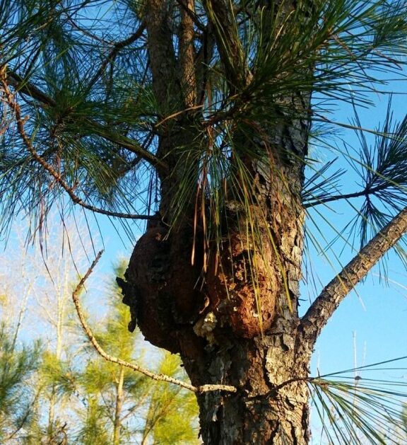 Fusiform Rust on a Pine Tree