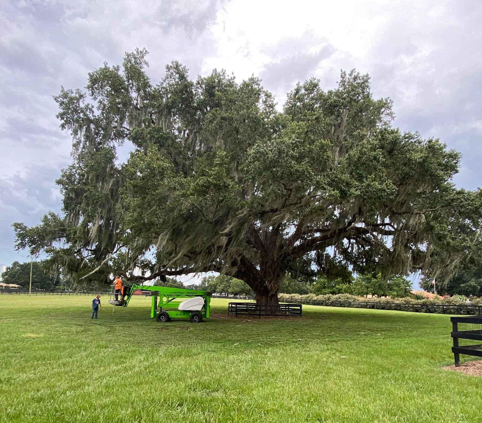Large Oak Tree on a Farm in Ocala, Florida After it was pruned 2