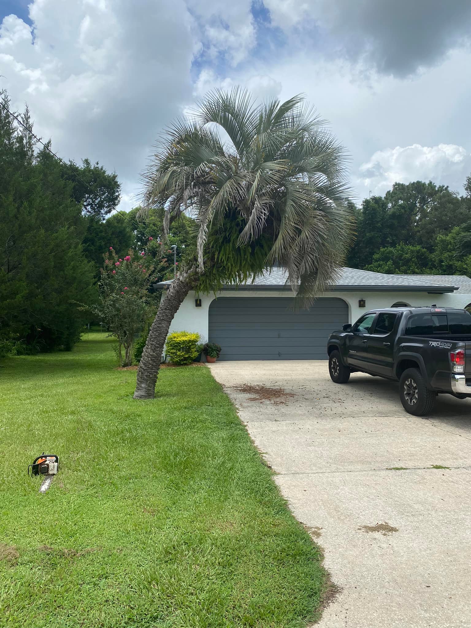 Palm Tree Removed From a Front Yard