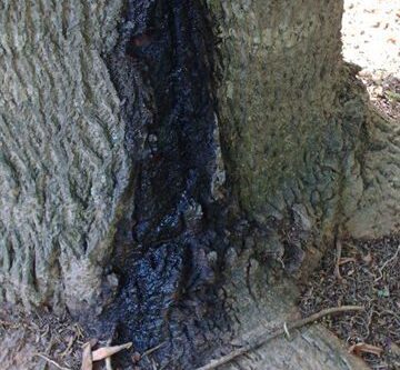 Wetwood and slime flux