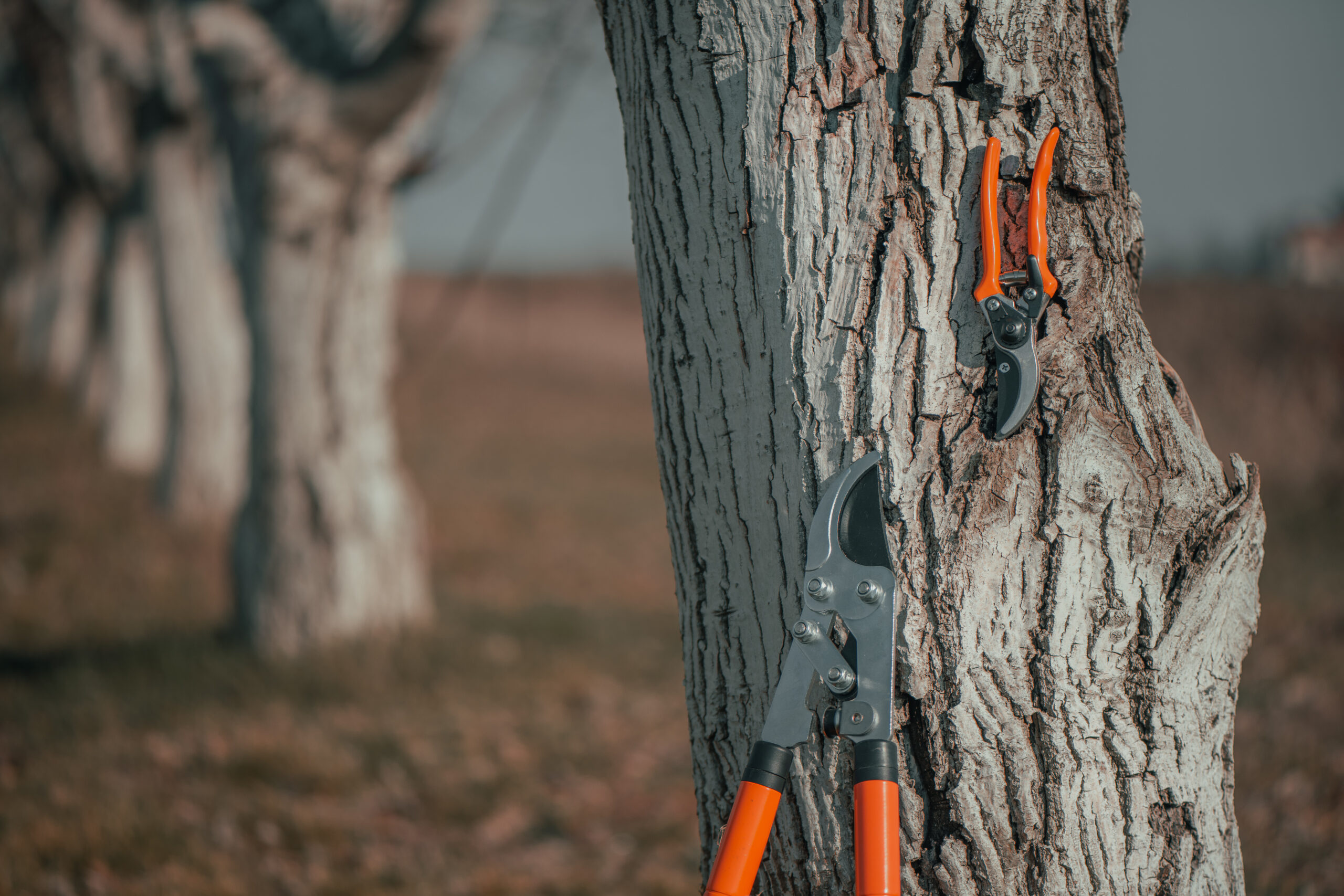 The right tools for pruning make all the difference