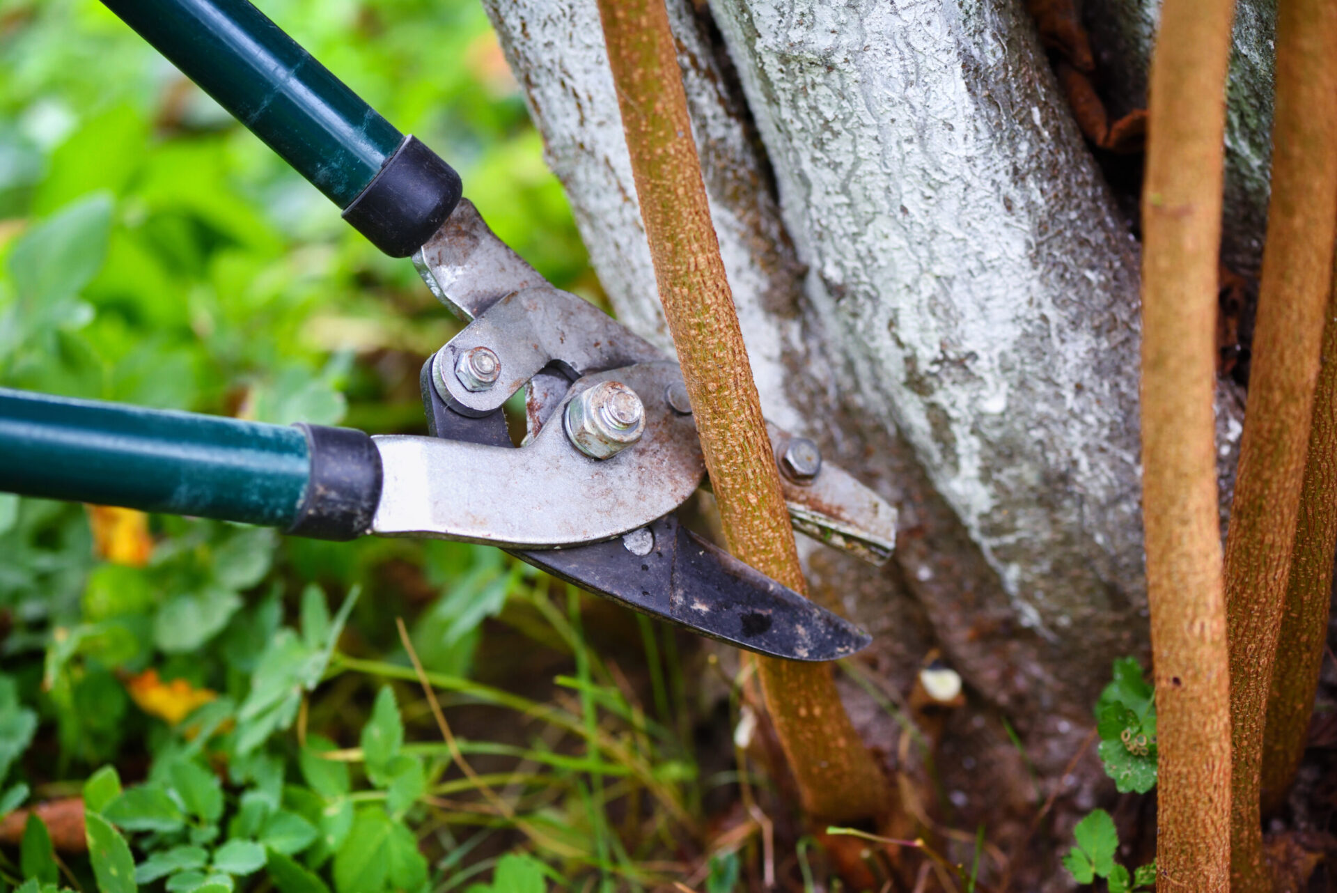 Pruning Trees Dos and Don'ts