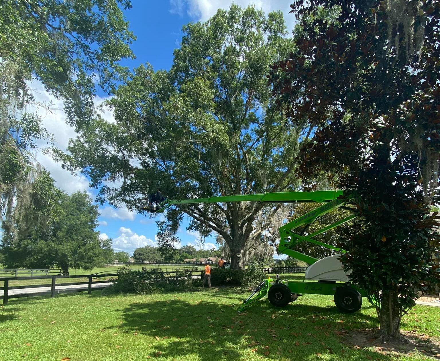 Large Oak Tree on a Farm in Williston, Florida Before it was pruned