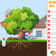 10 ways to kill your tree