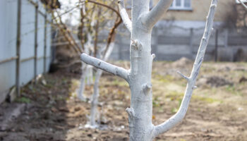 White washing your trees is not a good idea. It hinders the healing process of the tree.