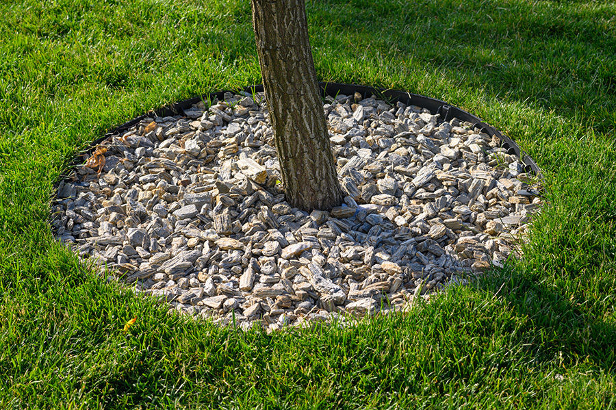 Putting mulch around the base of your tree can smother the roots and leave your tree open for diseases.