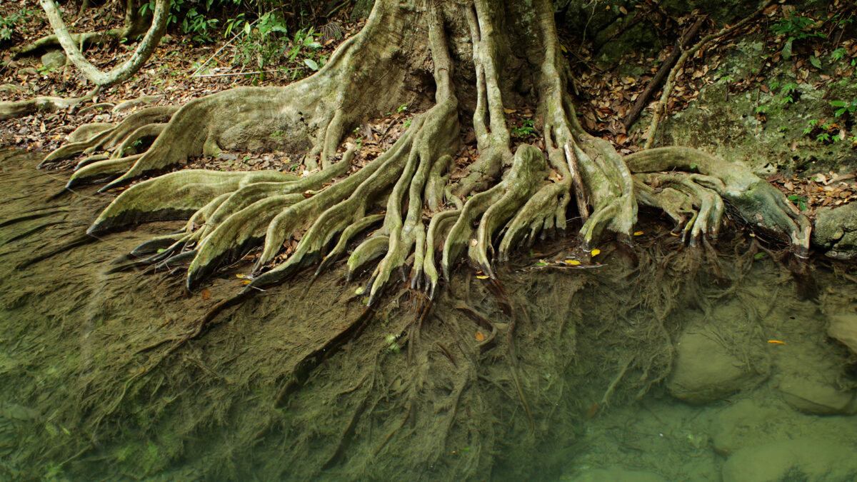 Tree roots being water by the rainbow river in dunnellon florida