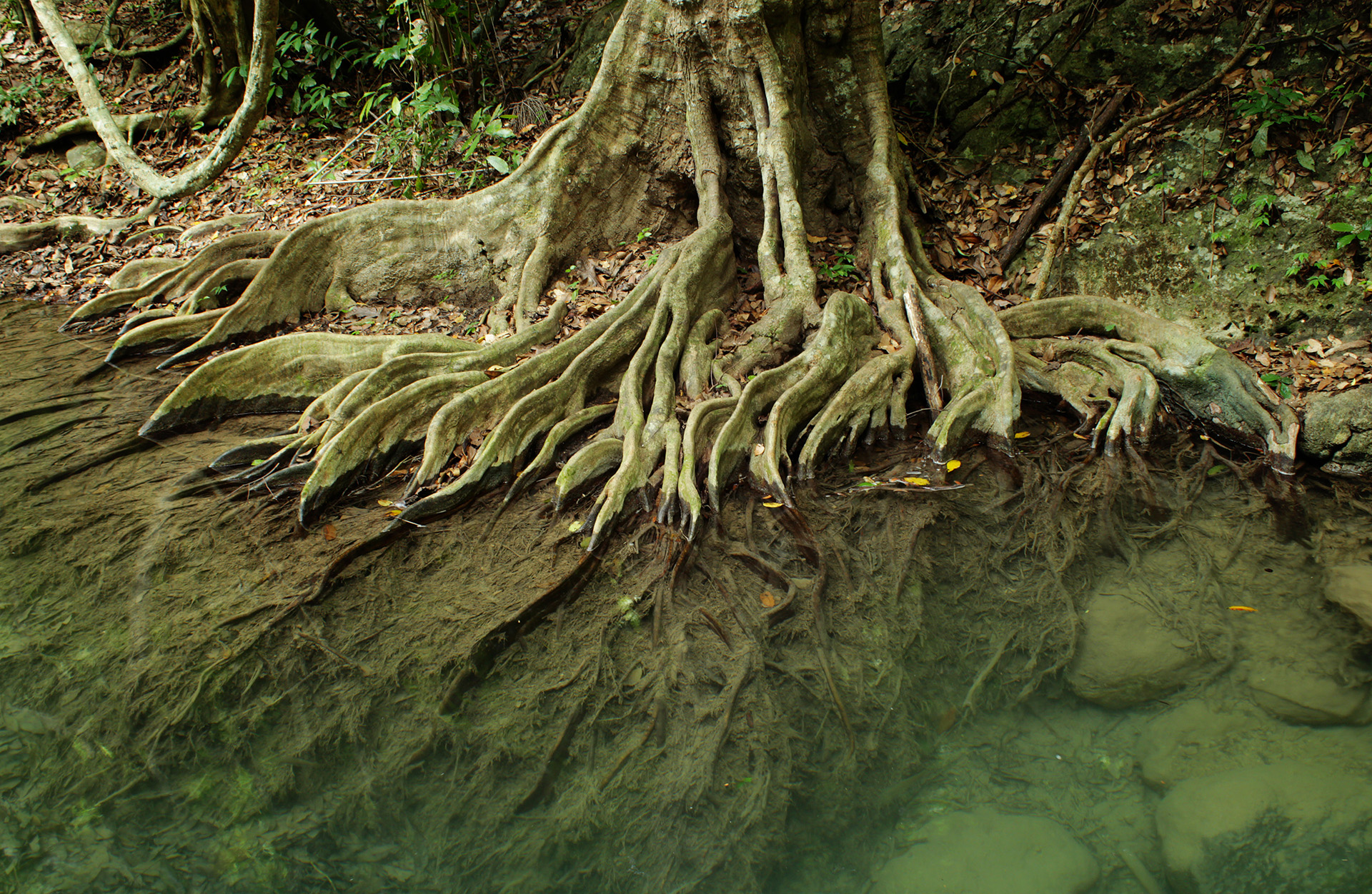 Tree roots being water by the rainbow river in dunnellon florida