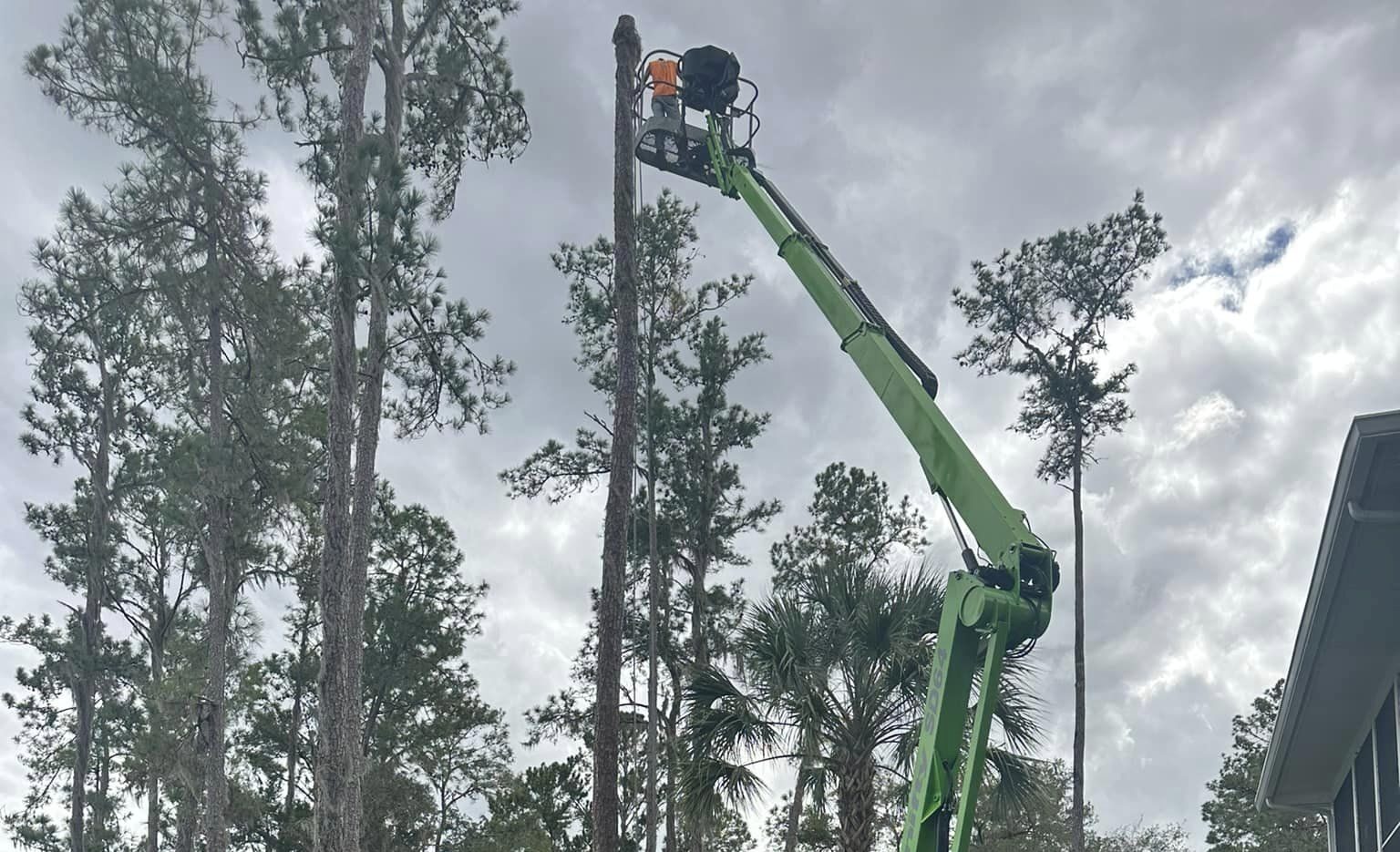 Once the pine tree limbs are removed, it's time to cut the stump