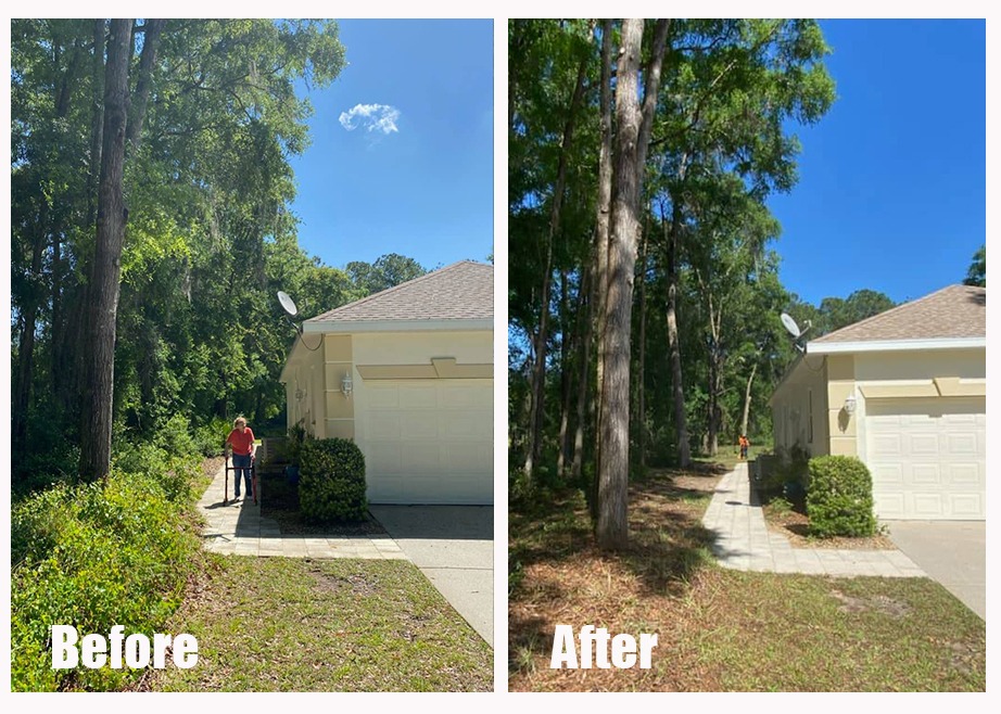 Before and After Tree Limb removal and brush removal