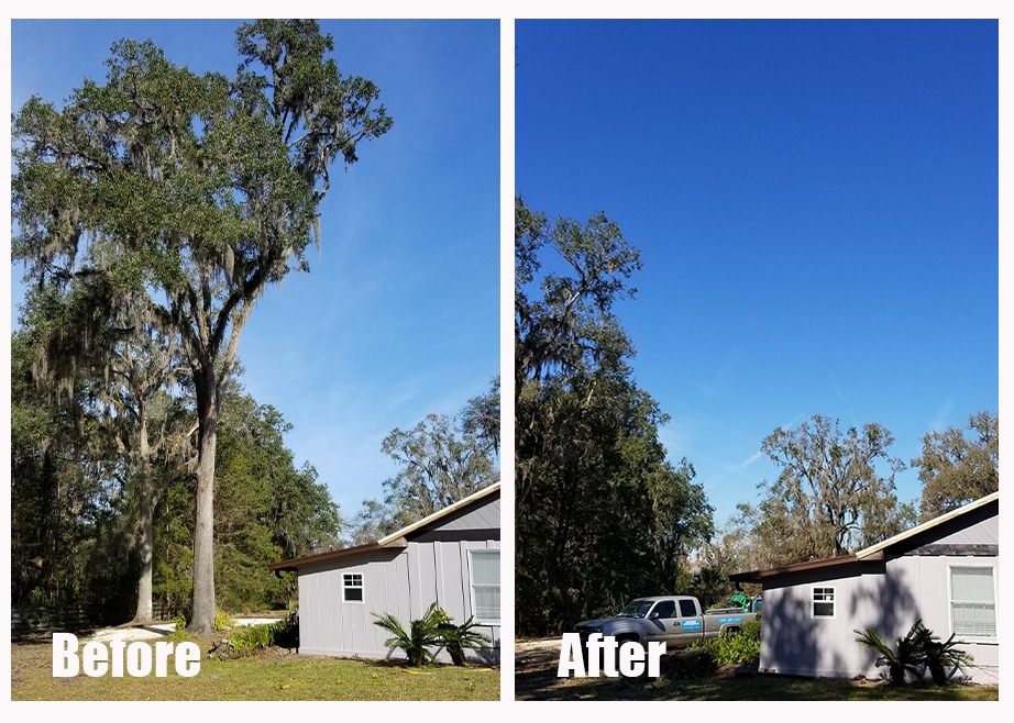 Before and after of a double tree removal that strattled the driveway of a home in dunnellon florida