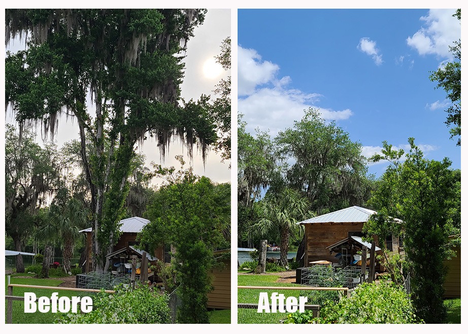 Before and after of a large tree removed using a crane