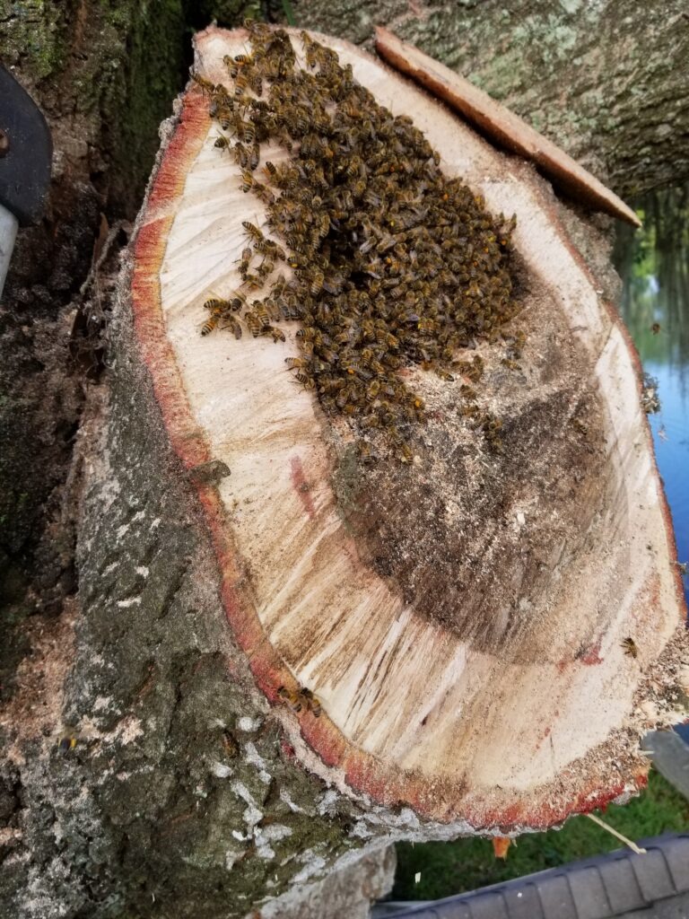 After inspecting this tree, dusty found a large swarm of bees