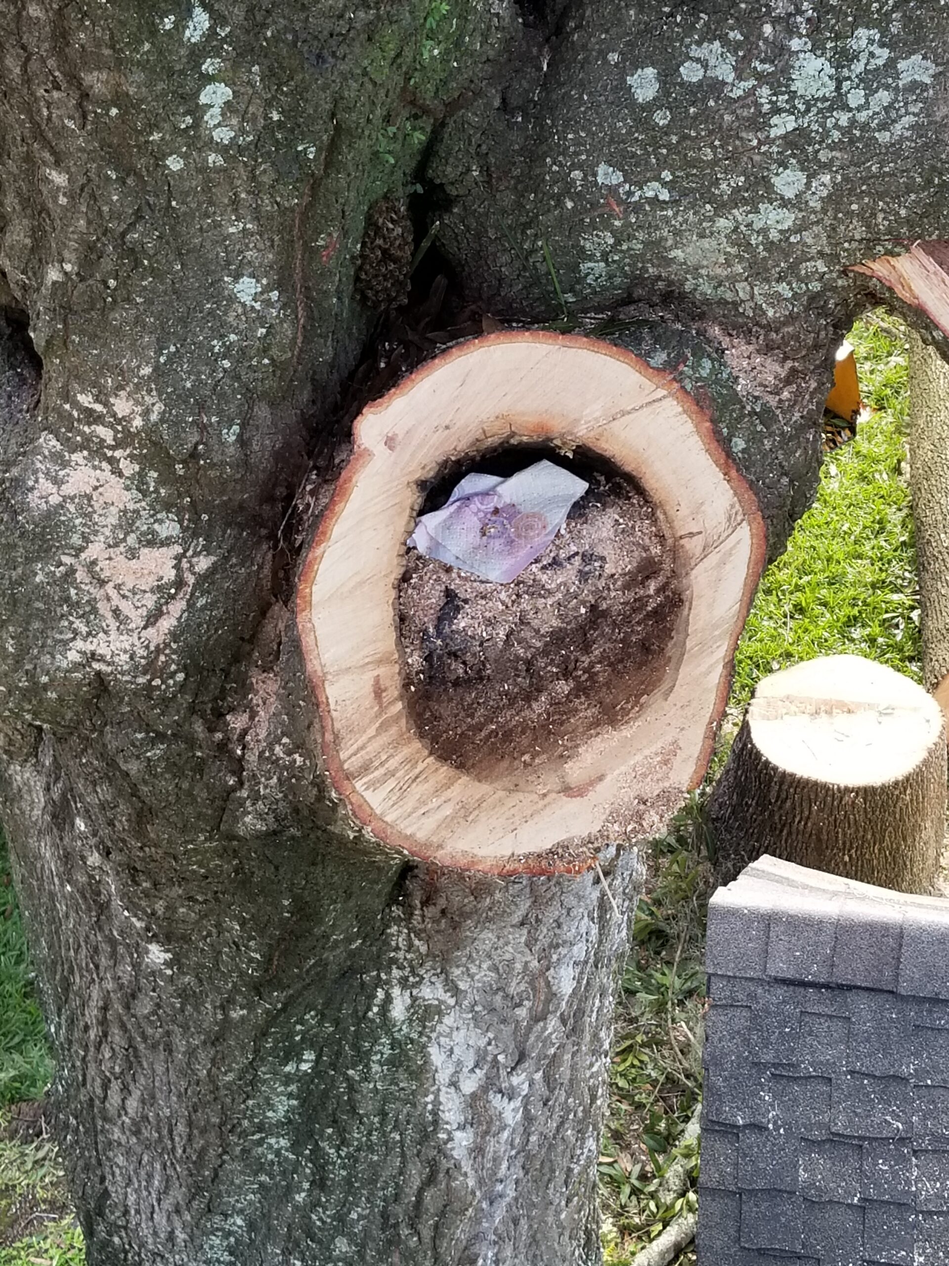 Upon further inspection, this tree is rotting from the inside