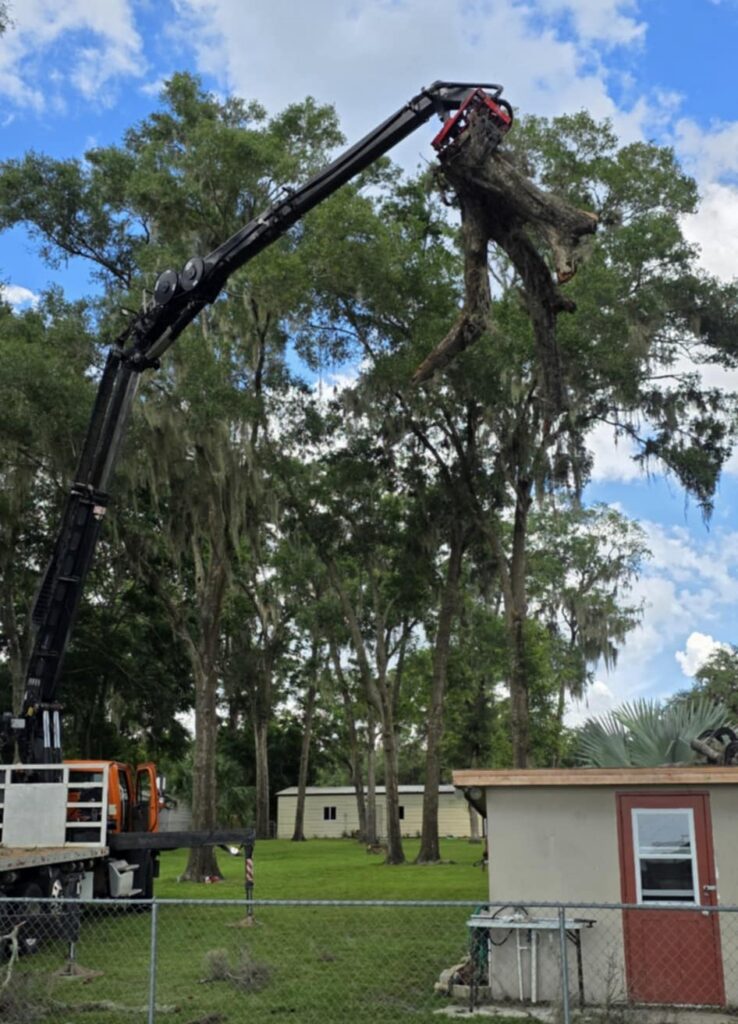 Tree Cleanup after a storm