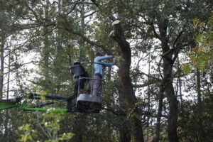 Tree trimming Services in Dunnellon FL