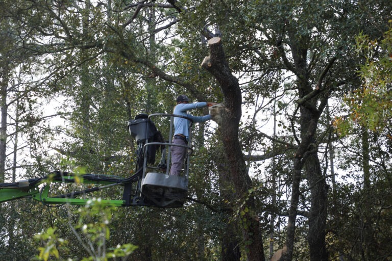 Tree trimming Services in Dunnellon FL